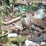 Kronologi Lengkap: Macan Tutul Berkeliaran di Tengah Permukiman Gunung Mas