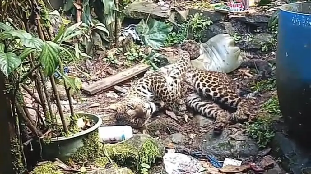 Kronologi Lengkap: Macan Tutul Berkeliaran di Tengah Permukiman Gunung Mas